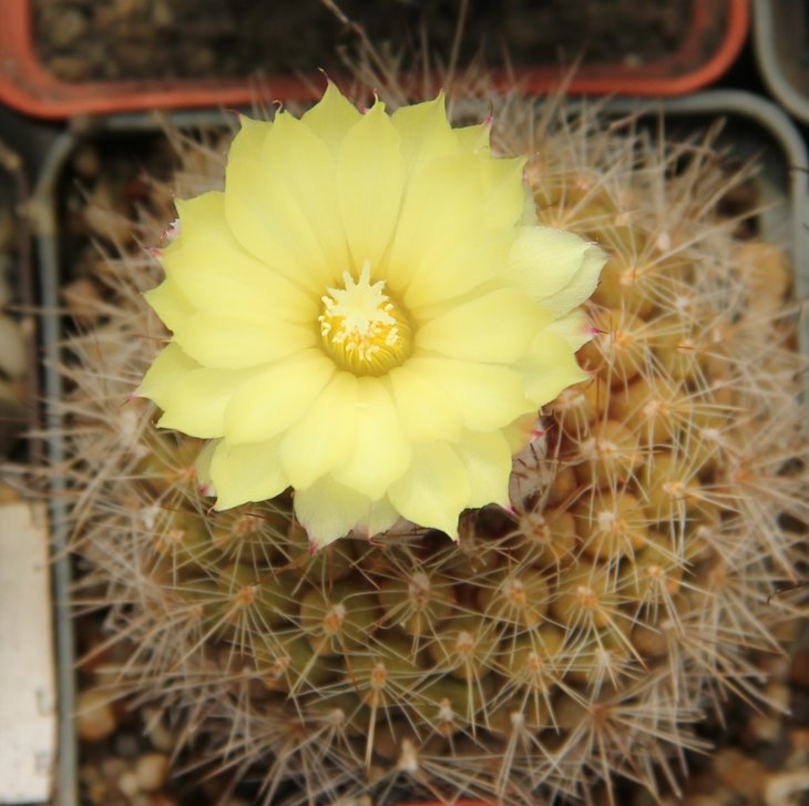 Parodia cardenasii