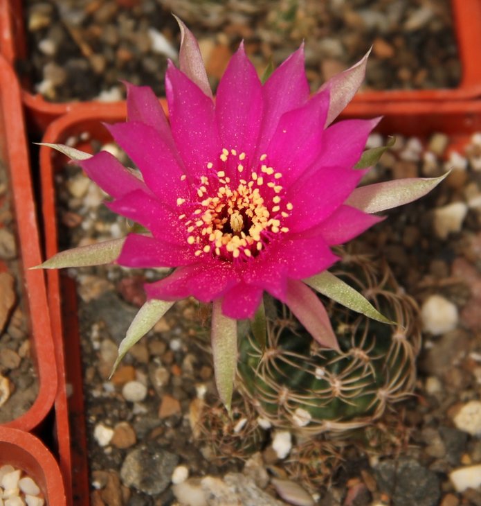 Lobivia tiegeliana pusilla R90