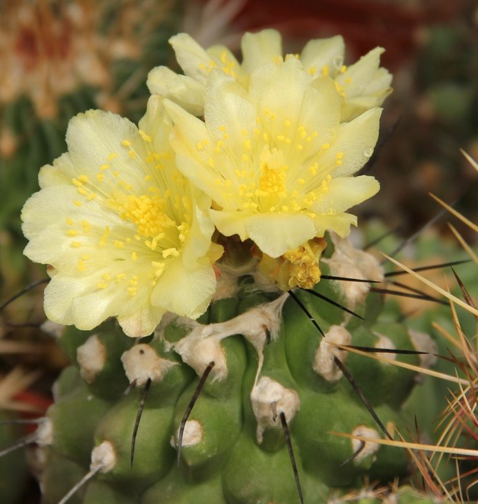 Copiapoa humilis