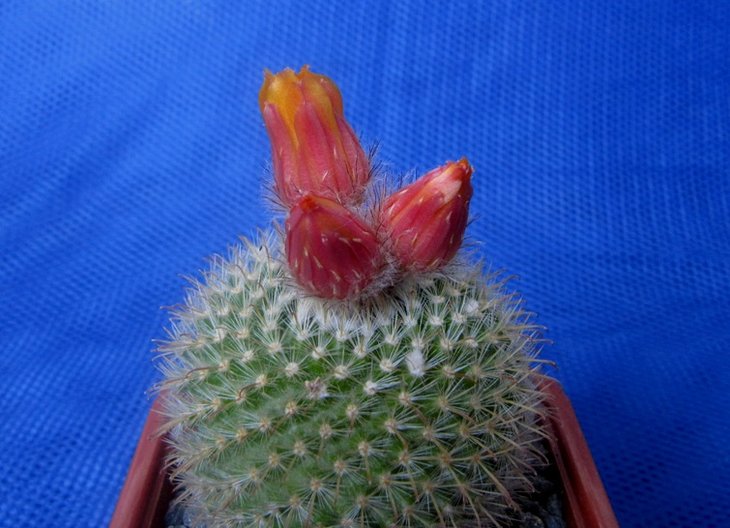 Parodia mutabilis.