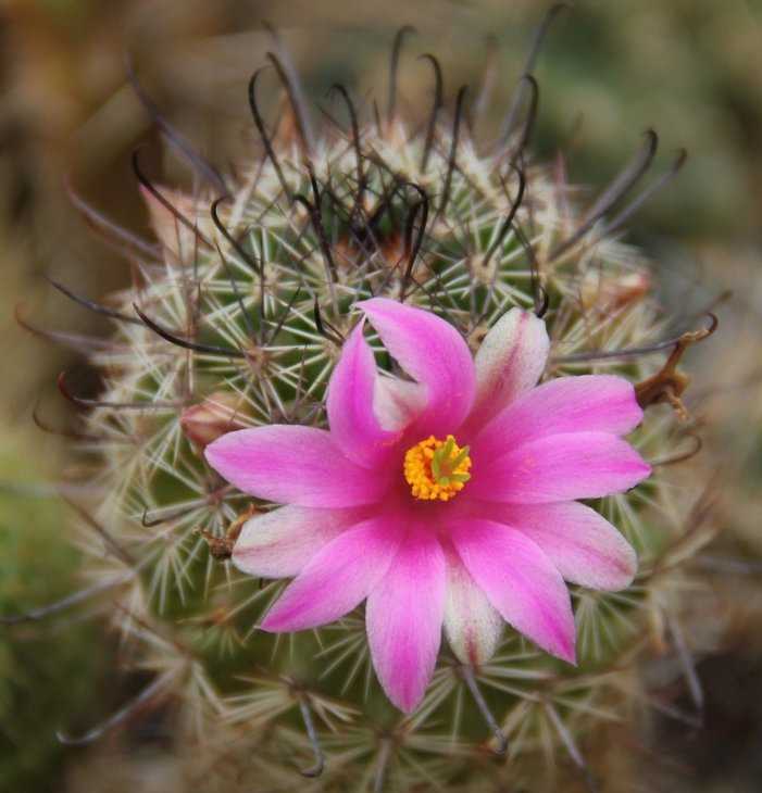 Mammillaria fraileana
