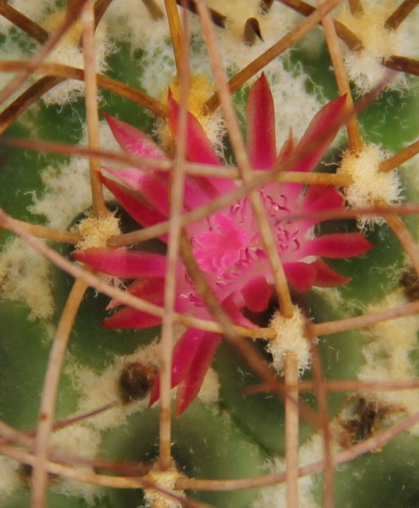 Mammillaria sp.