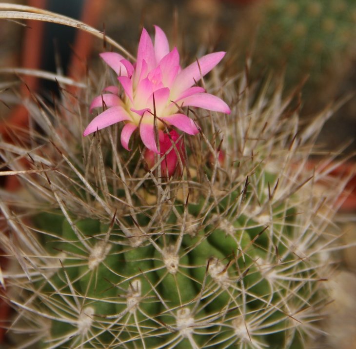 Neochilenia sp.