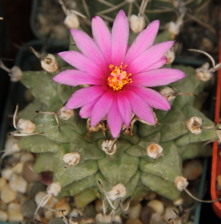 Turbinicarpus alonsoi