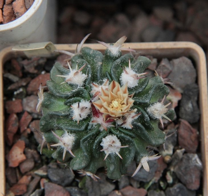 Echinofossulocactus pentacanthus var. tulense_fl_16.6.13.jpg