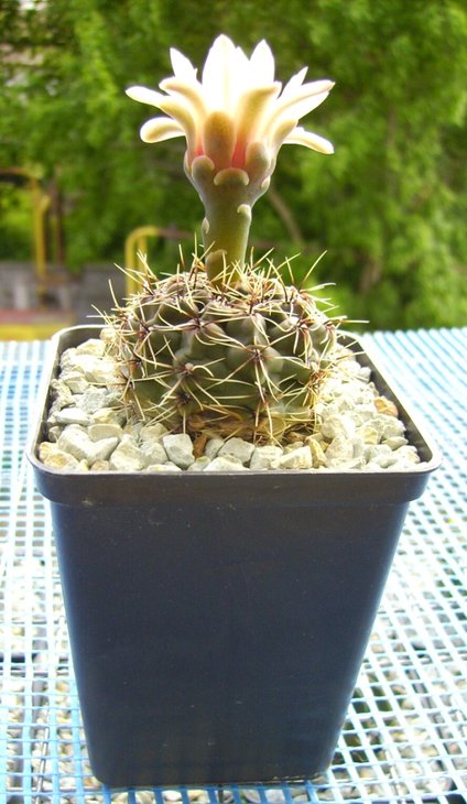 Gymnocalycium erinaceum