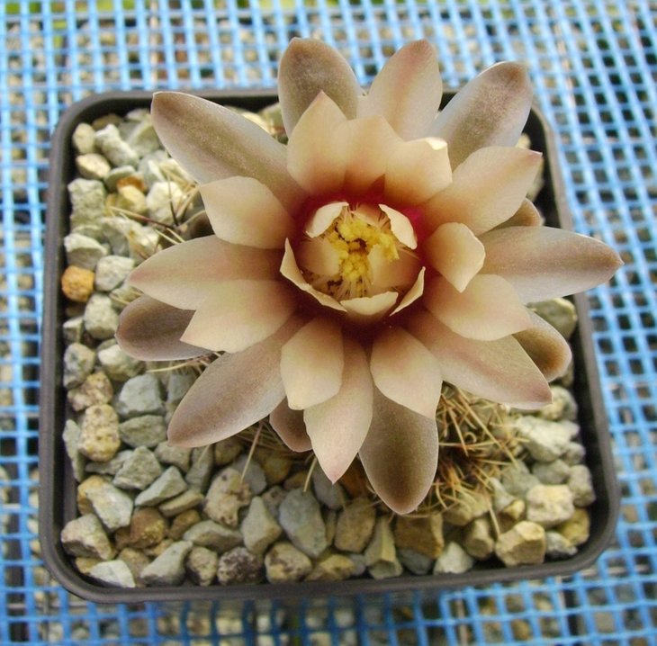 Gymnocalycium erinaceum