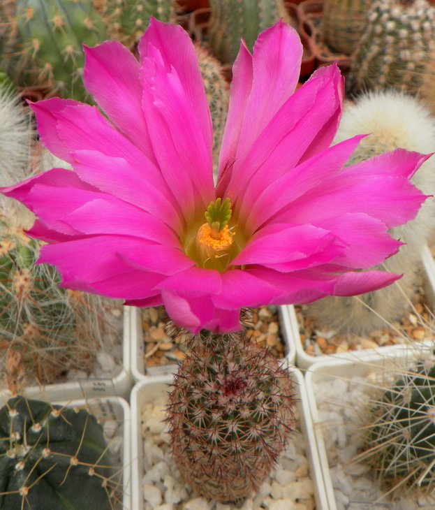 Echinocereus bristolii v.pseudopectinatus