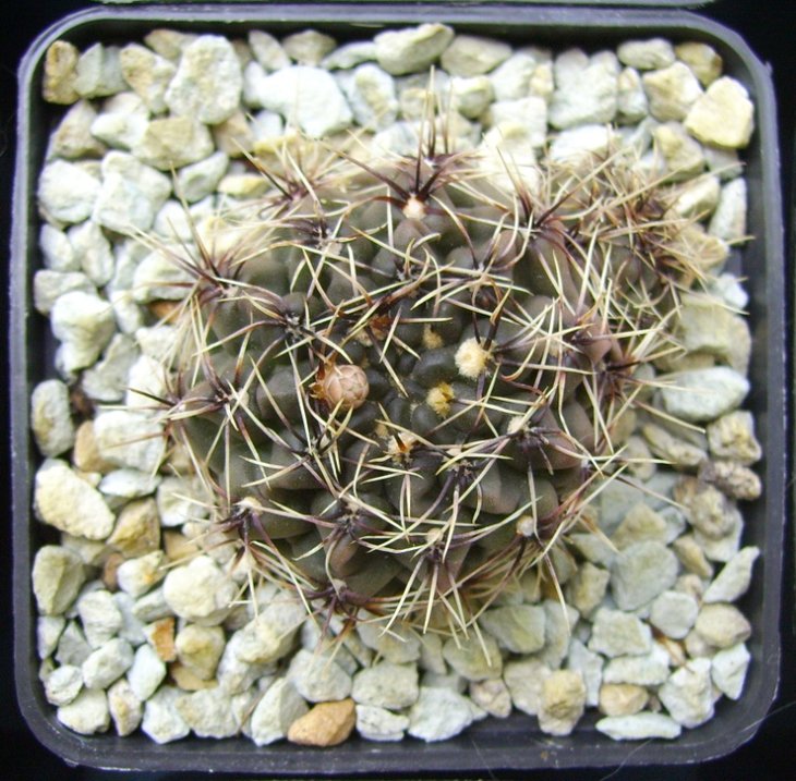 Gymnocalycium erinaceum