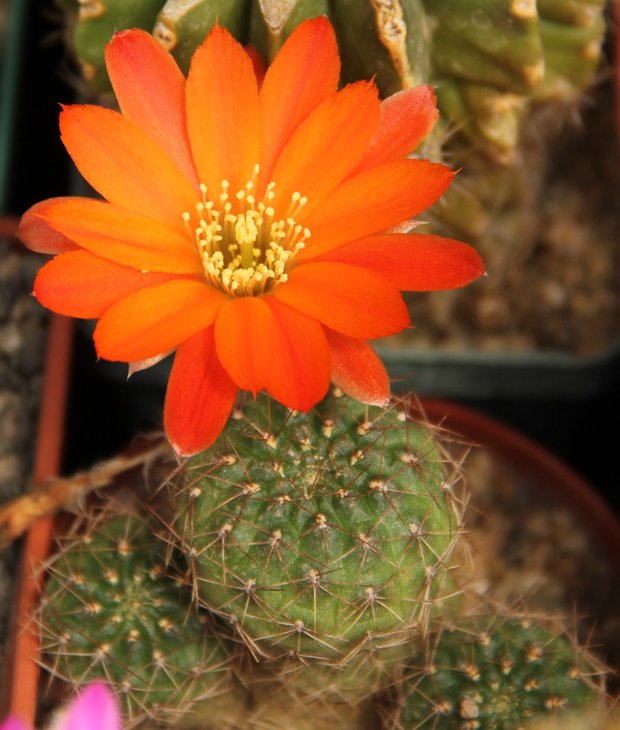 Rebutia sp.