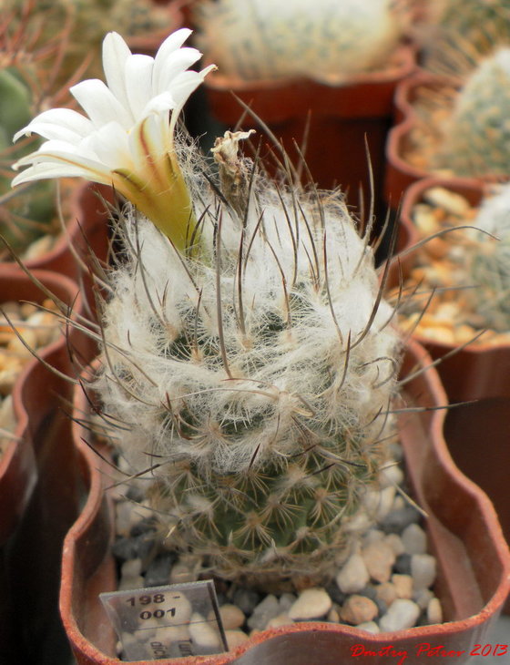 Turbinicarpus dickisoniae