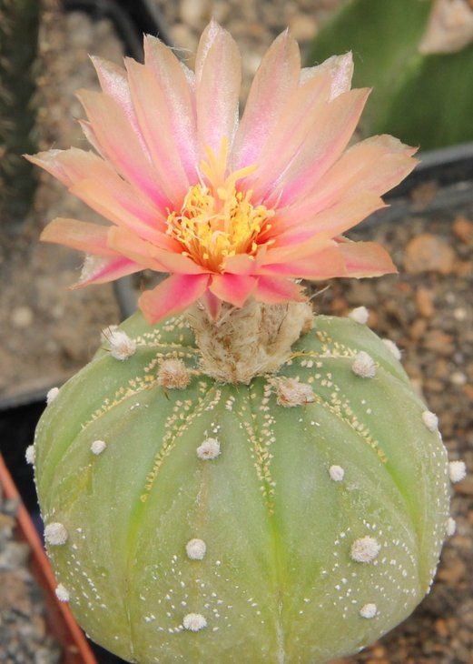 A. asterias