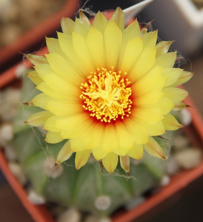 A. asterias Ooibo