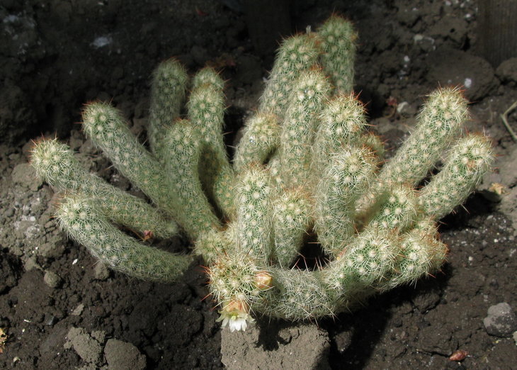 Довольно крупный куст Mammillaria elongata. Только под полным солнцем она расцвела и появилась центральная колючка. Побеги уже не свисают, а поднялись к солнцу.