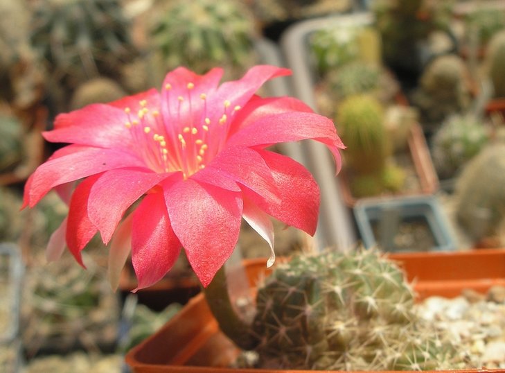 Lobivia salitrensis