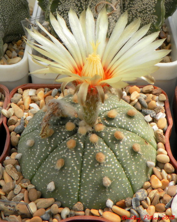 Astr. asterias