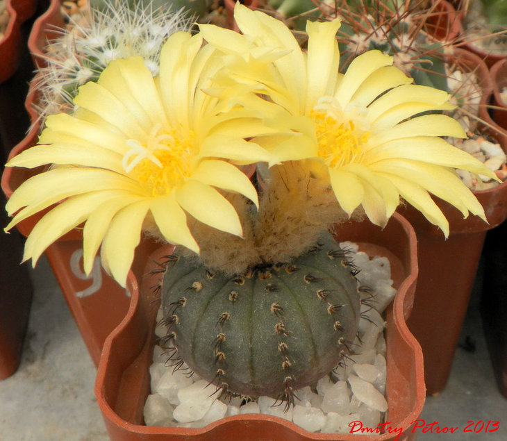Frailea asterioides    GF271