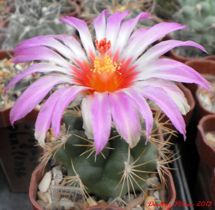 Thelocactus wagnerianus