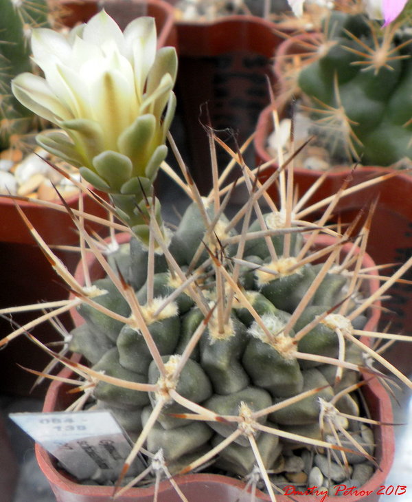 Gymnocal. schickendantzii    P17