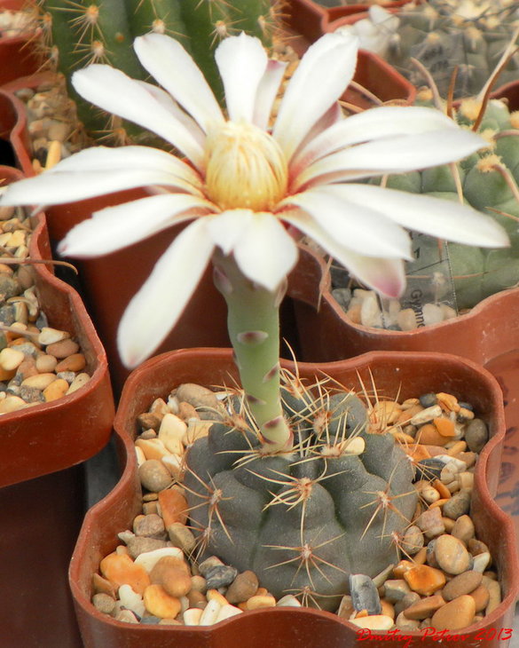Gymnocal. erolesii      LB2308
