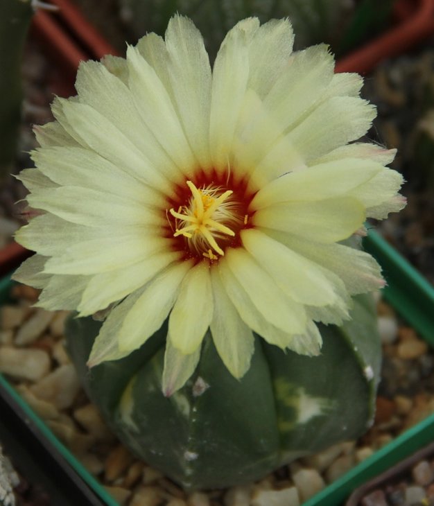 Astrophytum myriostigma nudum variegata