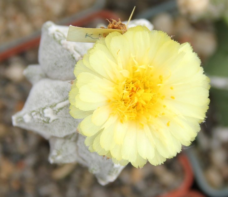 Astrophytum myriostigma cv. strongi smyle