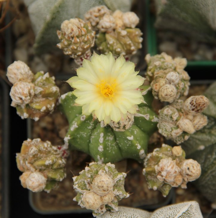 Astrophytum myriostigma hb.
