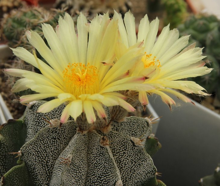 Astrophytum ornatum var mirbelii