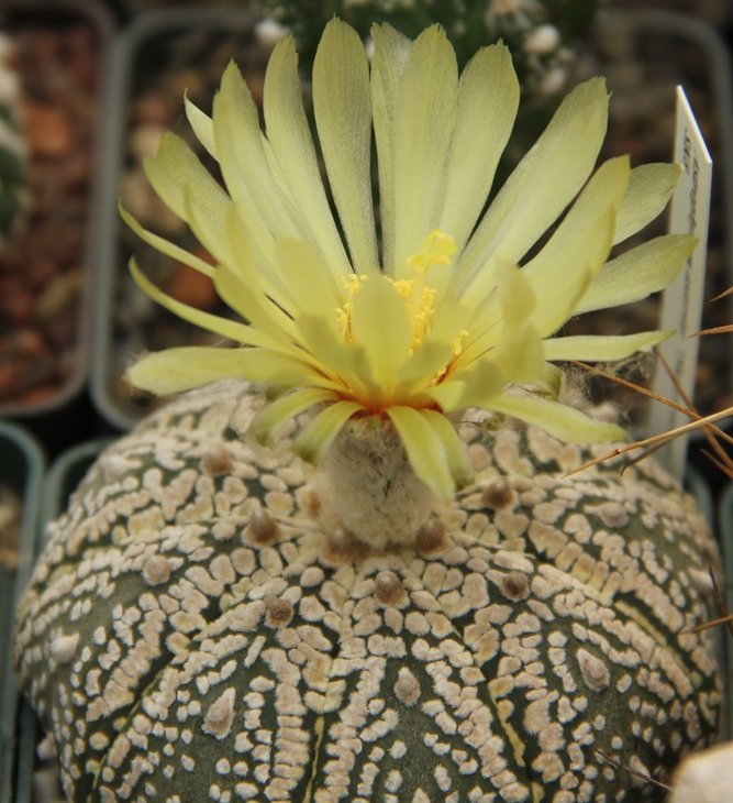 Astrophytum asterias super kabuto