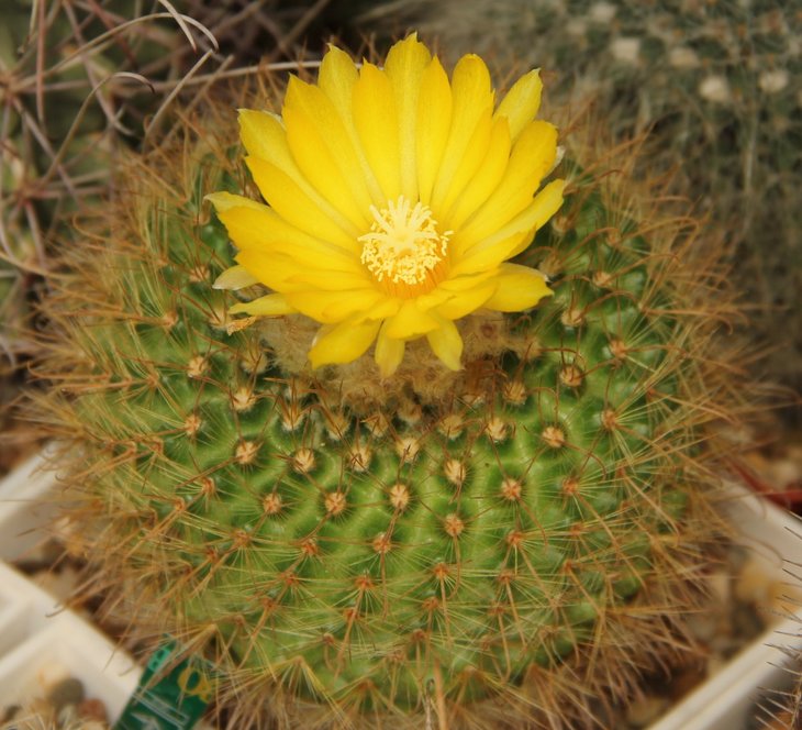 Parodia mutabilis