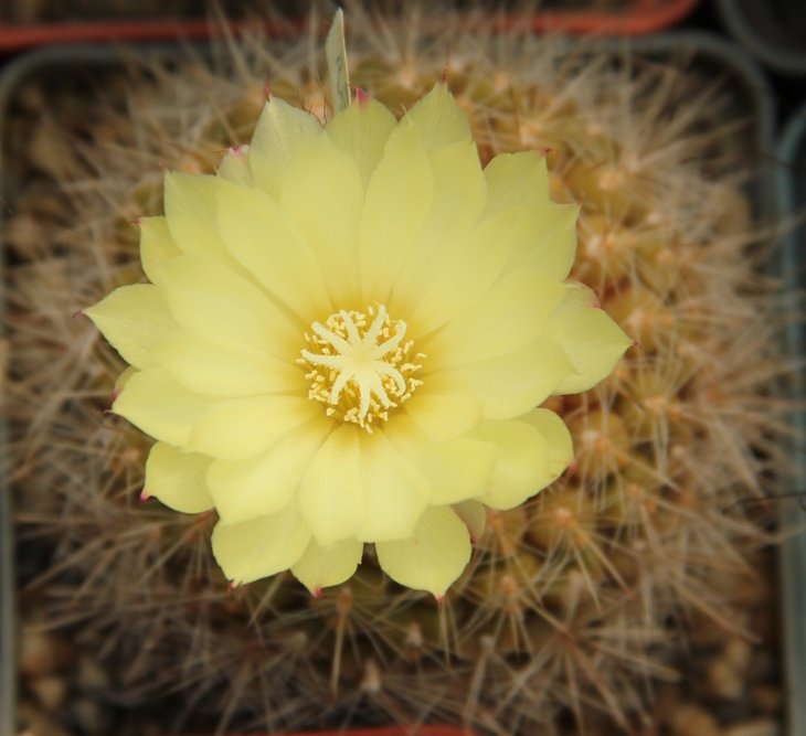 Parodia cardenasii (formosa)