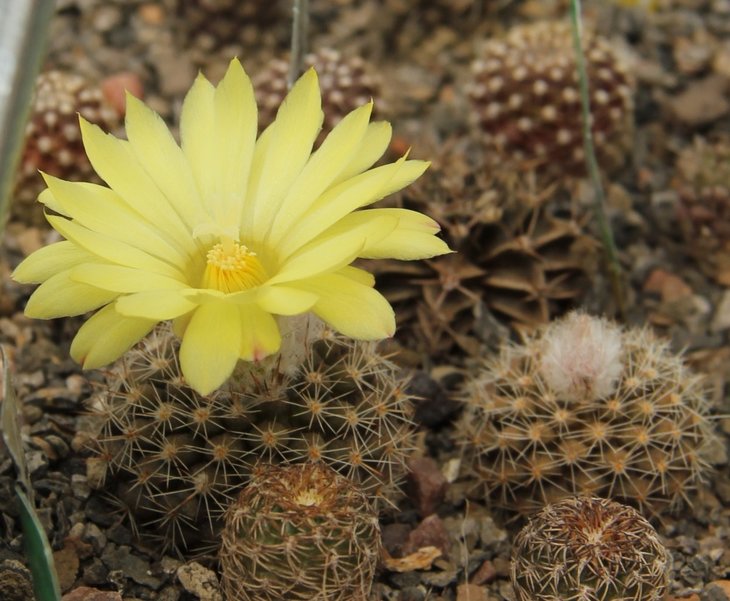 Parodia cardenasii (formosa) сеянчик