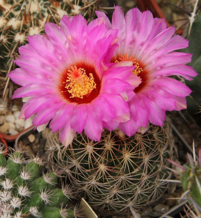 Thelocactus bicolor