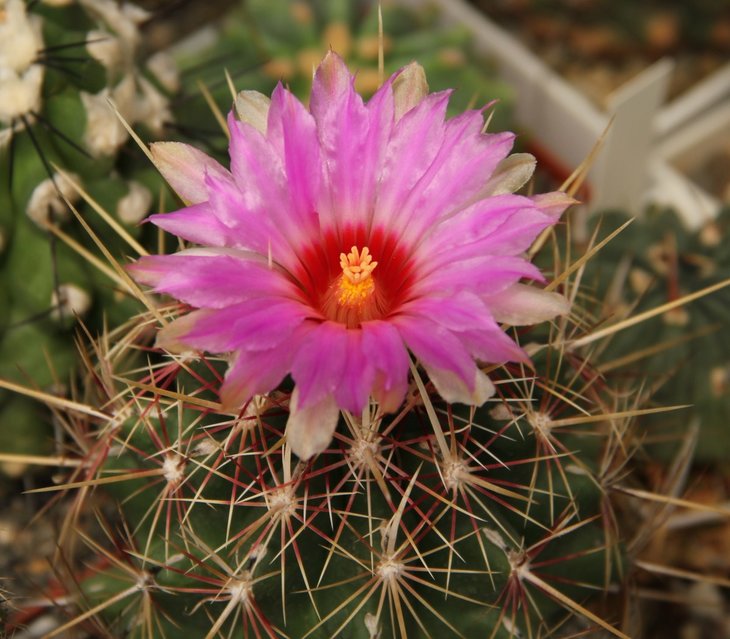 Thelocactus bicolor tricolor