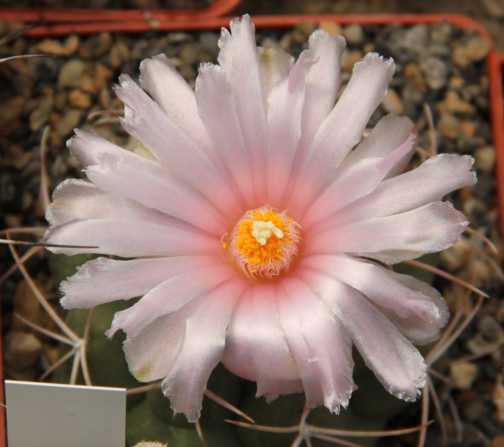 Thelocactus hexaedrophorus (Mexico)