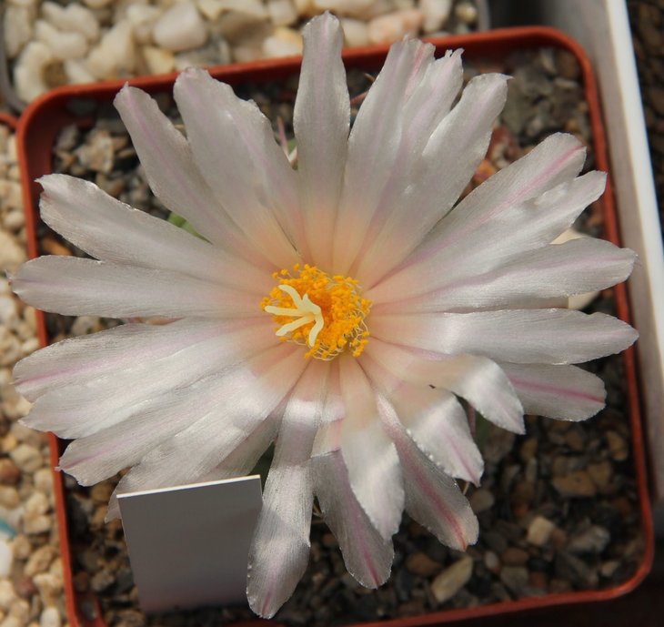 Thelocactus hexaedrophorus roseiflorus