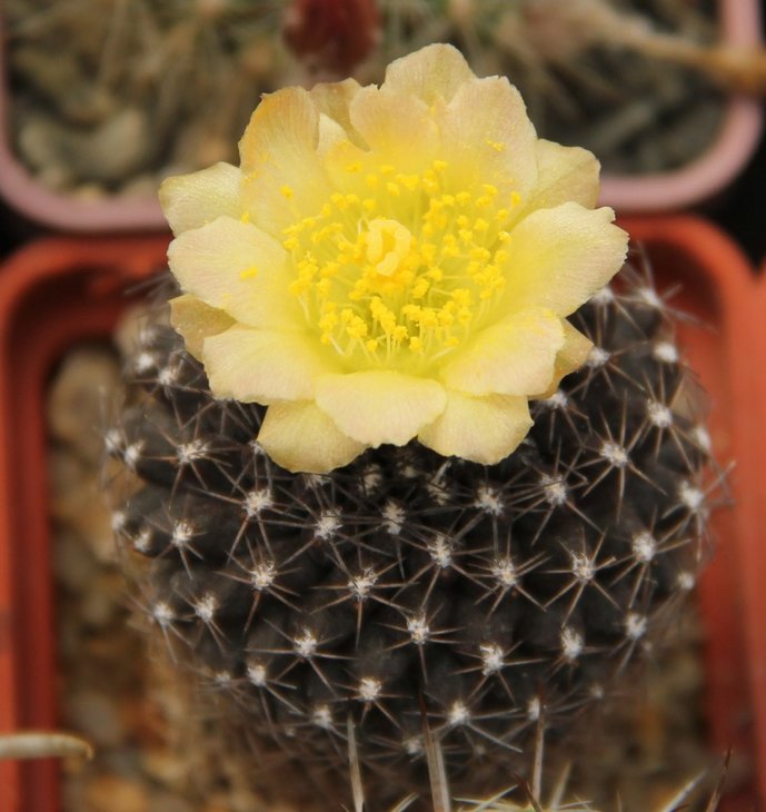 Copiapoa tenuissima