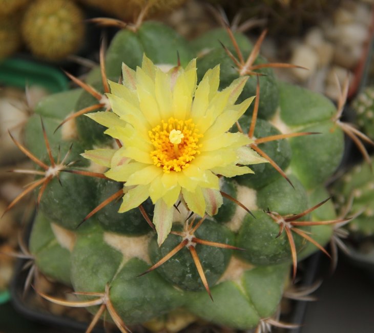 CORYPHANTHA daimonoceras