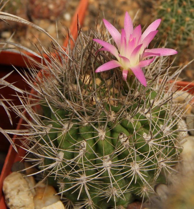 Neochilenia sp.