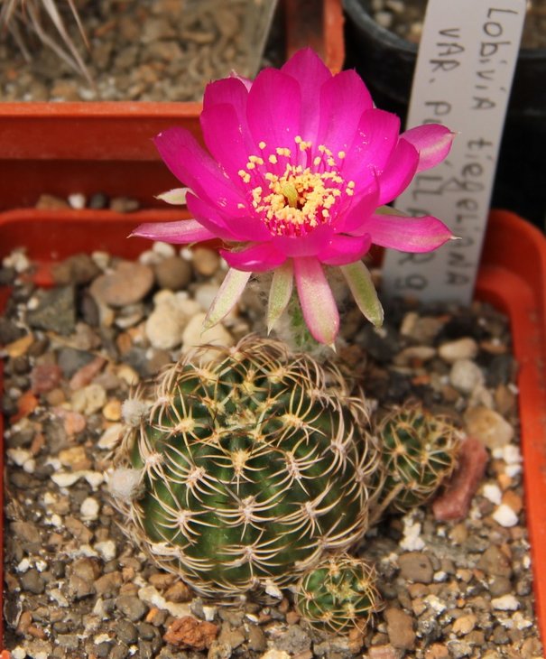 Lobivia tiegeliana pusilla R90