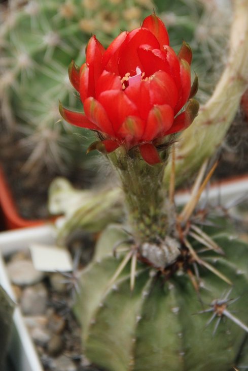Lobivia dobeana cv. inermis