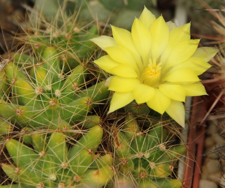 Dolichothele longimamma