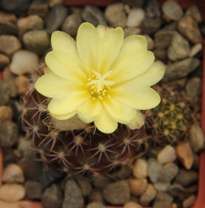 Frailea grahliana