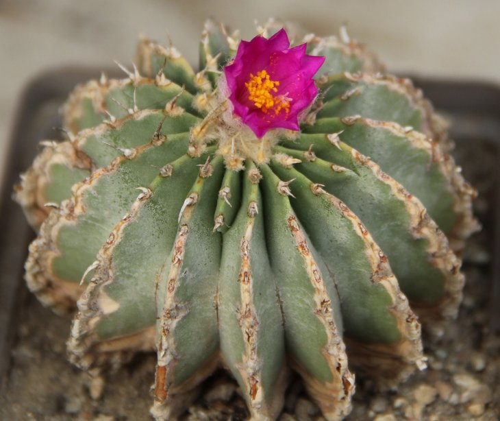 Geohintonia mexicana