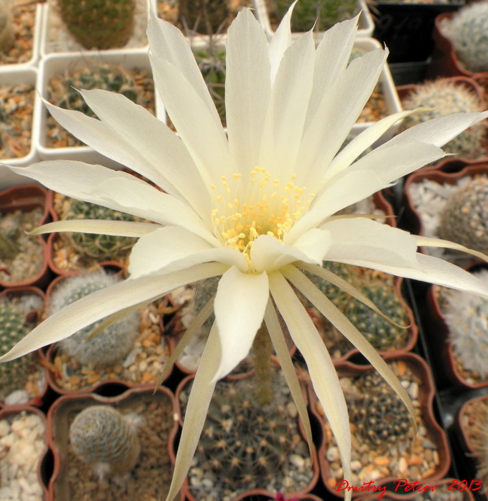 Echinopsis obrepanda