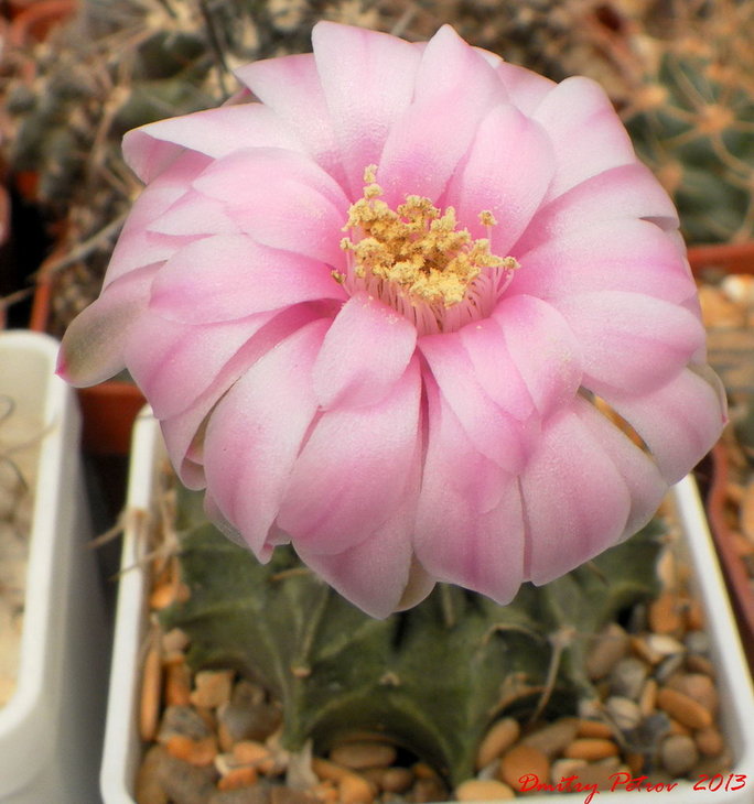 Gymnocal. friedrichii