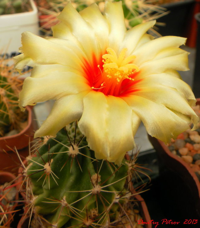 Hamatocactus setispinus