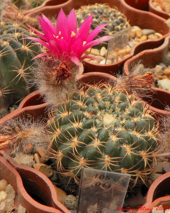 Lobivia tiegeliana