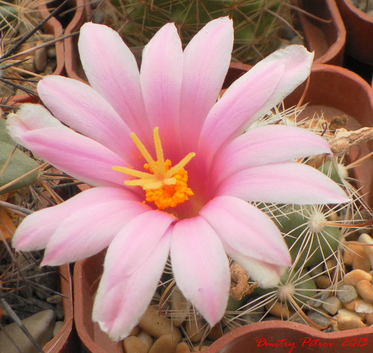 M. boolii
