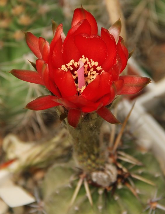 Lobivia dobeana cv. inermis